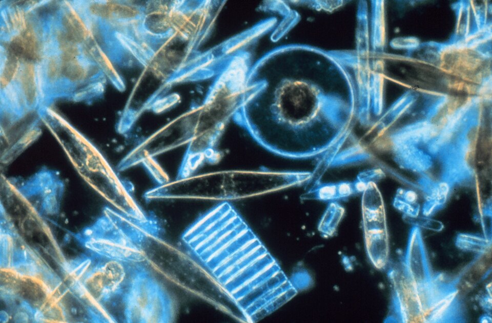 Microscope view of many marine diatoms, their glassy blue needle-shaped, disc-shaped and ladder-like shells crowded against a black background.