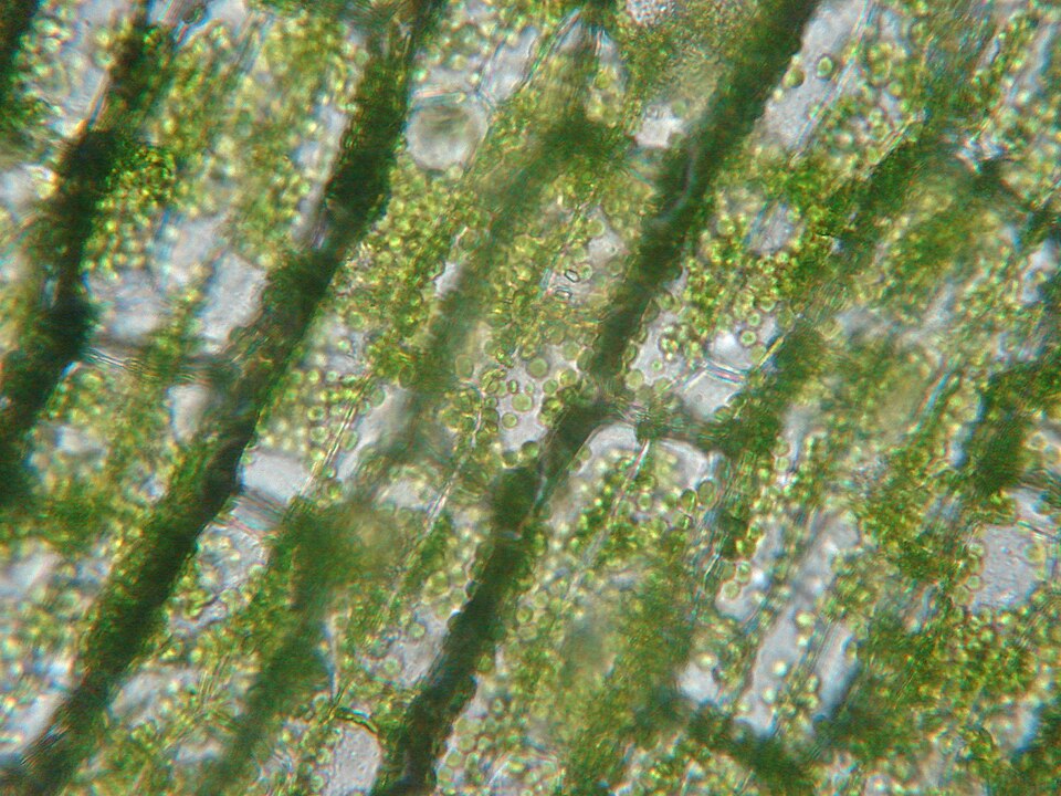 Light-microscope view of plant leaf cells, each cell packed with small round green chloroplasts along its walls.