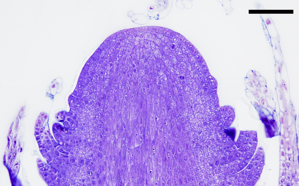 Stained microscope section lengthwise through the dome-shaped growing tip of a plant shoot, showing tightly packed dividing cells and young leaves forming on either side.
