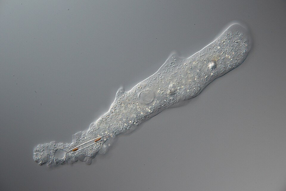 A single Amoeba proteus cell under the microscope, stretched into an elongated crawling shape with granular cytoplasm and blunt pseudopodia.