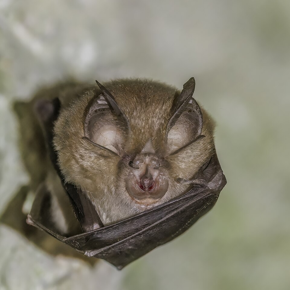 A greater horseshoe bat roosting head-down wrapped in its wings, its horseshoe-shaped noseleaf and large ears facing the camera.
