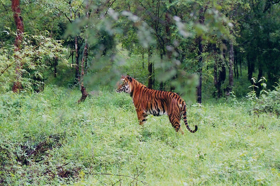 A tiger standing in tall green undergrowth among slender trees in the moist deciduous forest of Bhadra Wildlife Sanctuary, Karnataka.