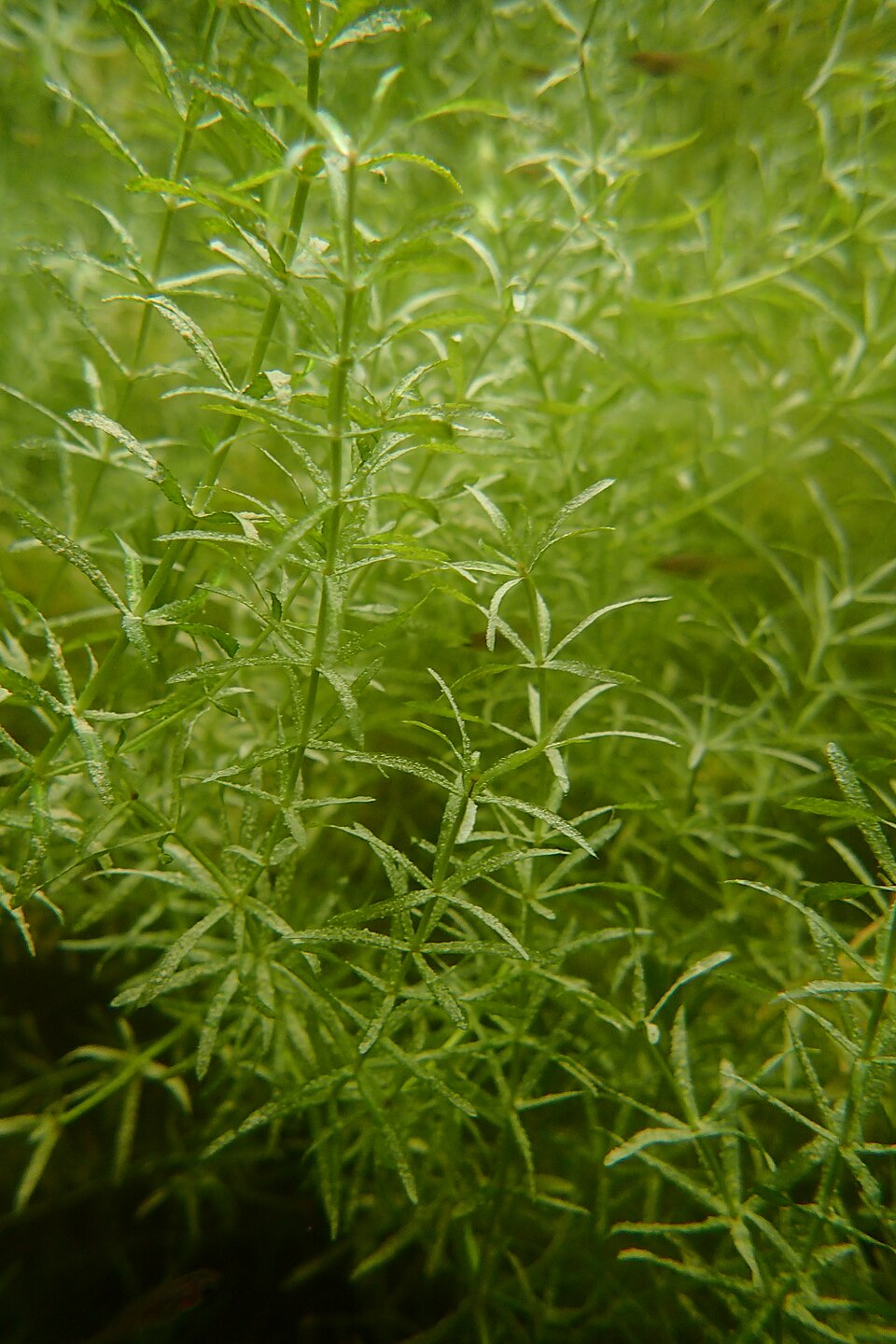 Underwater view of Hydrilla verticillata, a submerged water plant whose slender stems carry whorls of narrow, finely toothed green leaves.