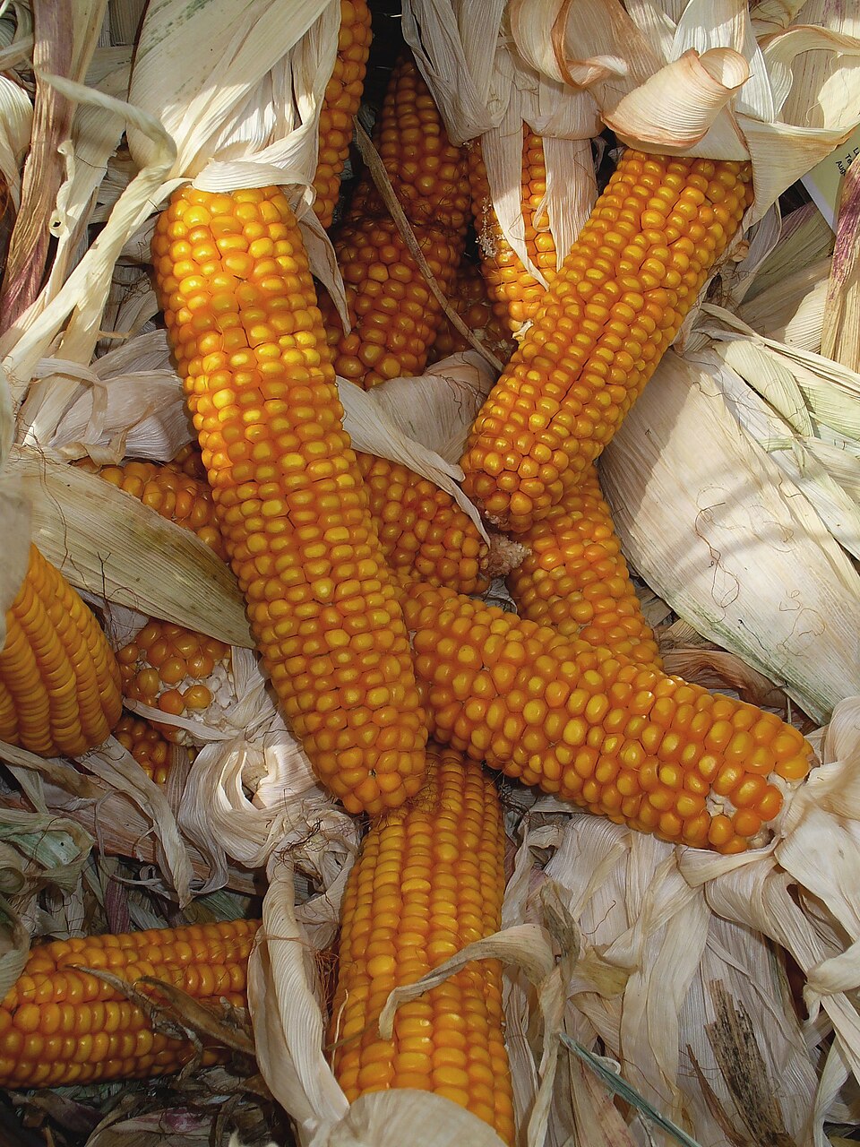 A pile of ripe maize cobs with dried husks peeled back, each cob covered in rows of hard orange-yellow grains.