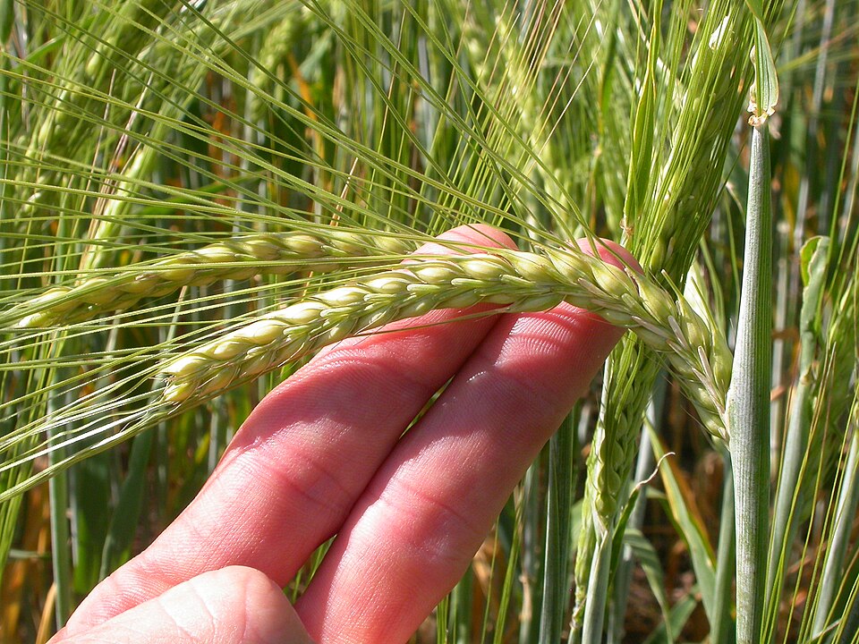 A ripening barley ear showing its long bristly awns (the bearded spike of Hordeum vulgare).