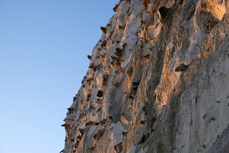 A chalk cliff face at the White Cliffs of Dover, with flint nodules embedded in the white chalk.