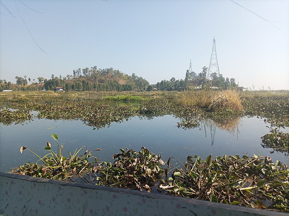 Floating vegetation mats (phumdis) on Loktak Lake, Manipur.