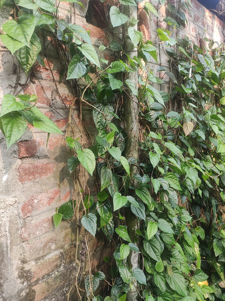 Heart-shaped fresh green betel leaves (Piper betle) growing on a vine.
