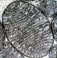 Transmission electron micrograph of a single mitochondrion showing its double membrane and inner folds (cristae).
