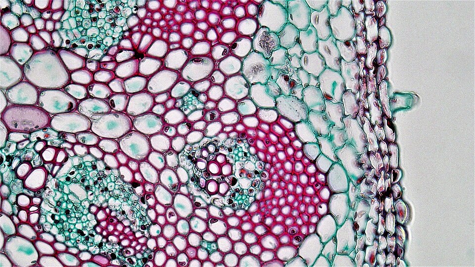 Stained microscope cross-section of a dicot (Helianthus) stem, showing red-stained xylem within a vascular bundle.