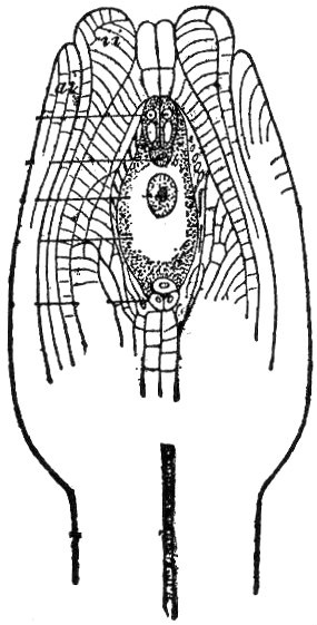 Longitudinal-section diagram of an angiosperm ovule showing the embryo sac inside.
