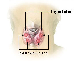 Anatomical illustration of the butterfly-shaped human thyroid gland lying over the trachea in the neck.