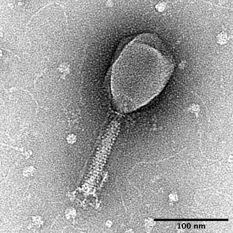 Transmission electron micrograph of a bacteriophage showing its head and tail, with a 100 nm scale bar.