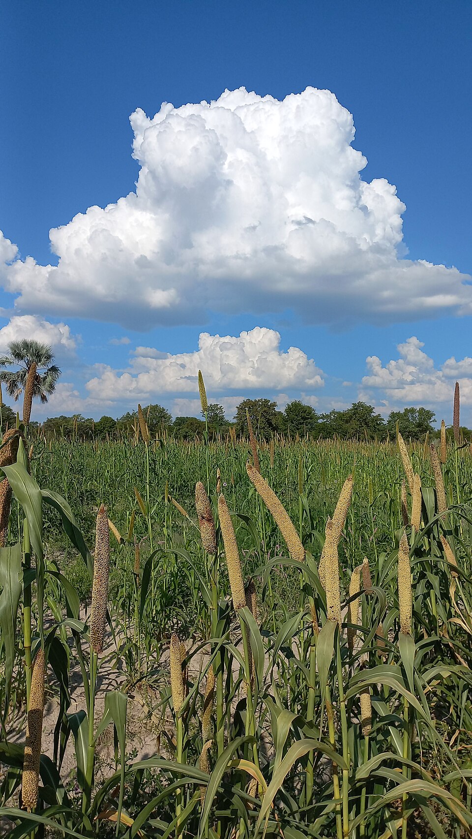 A field of mature pearl millet (bajra) with ripening panicles under monsoon clouds