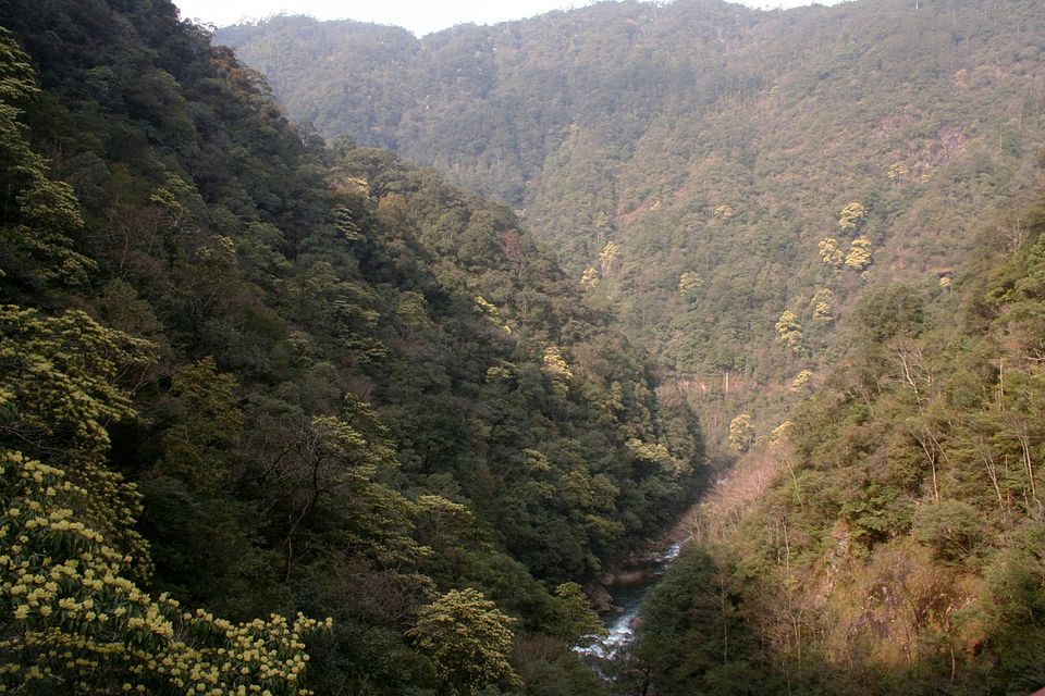 Dense subtropical evergreen broadleaf forest cloaking the hillsides of the Wuyi Mountains in southern China