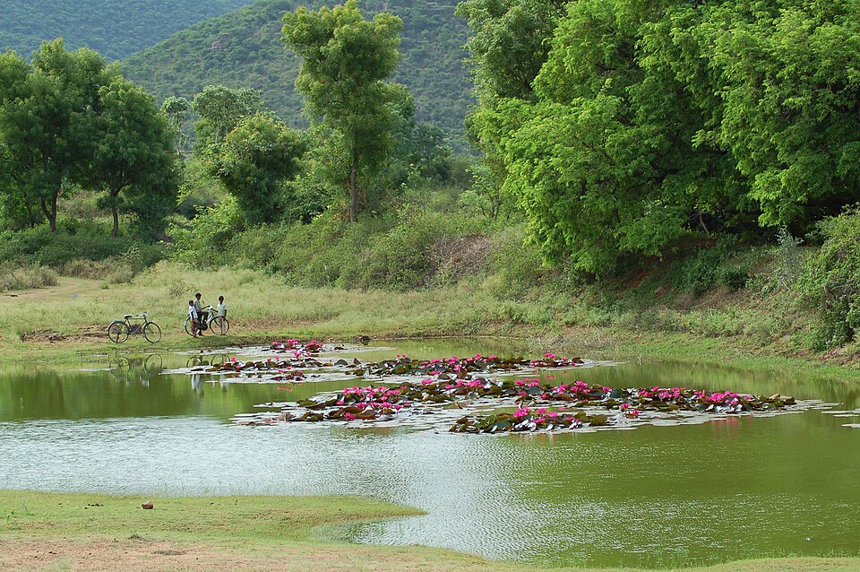 A wetland fringed by forested hills in the Nilgiri Biosphere Reserve, India's first biosphere reserve