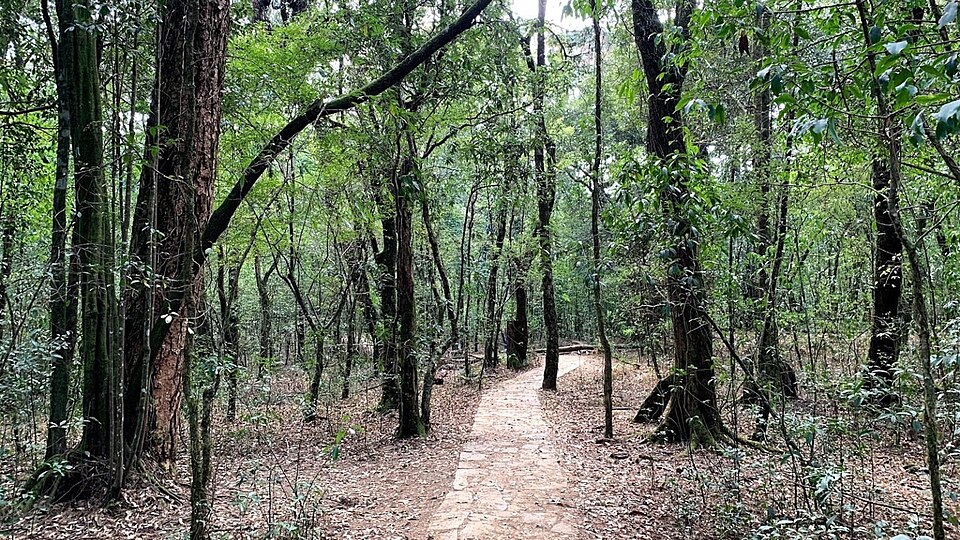 Interior of the Mawphlang sacred grove in Meghalaya, an old-growth forest patch protected by the local community