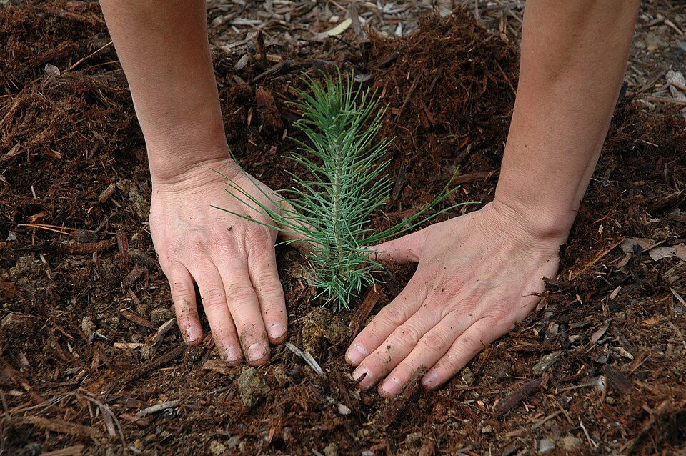 Hands planting a young tree seedling in the soil during an afforestation drive