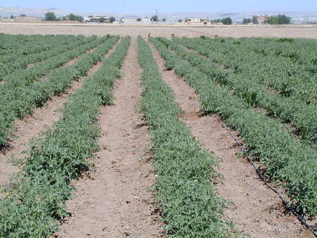Black drip-irrigation tubes running along rows of a green row-crop field