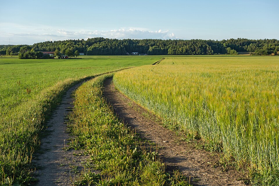 A field of oat and rye grown together as a mixed crop on the same plot