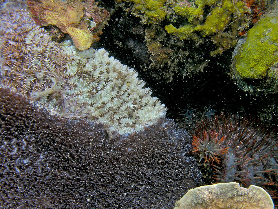 A crown-of-thorns starfish on a reef beside patches of coral bleached white by its feeding