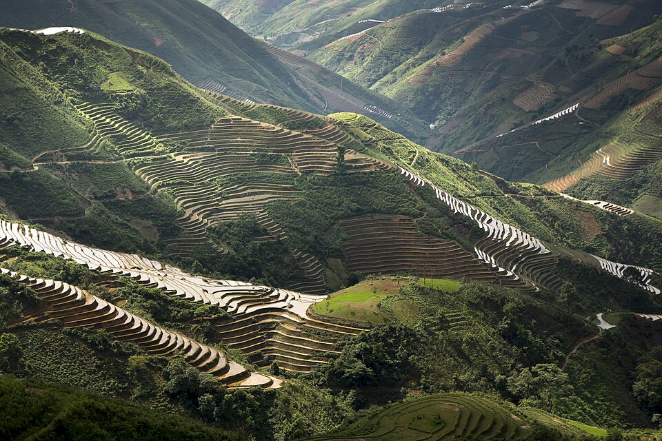 Densely worked terraced wet-rice paddy fields carved into hillsides in monsoon Asia