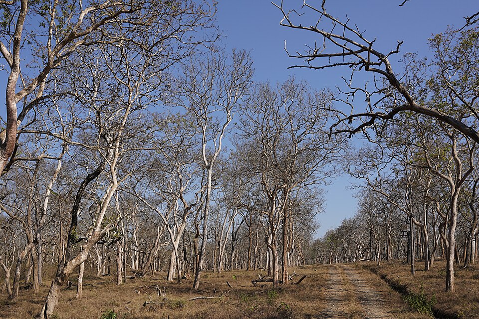 A tropical dry deciduous forest at Mudumalai with trees leafless in the dry season above a grassy floor