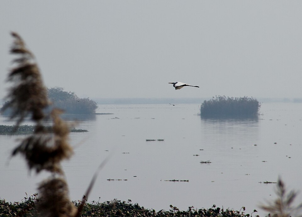 An egret in flight over the calm open water and reed islands of Harike Wetland in Punjab