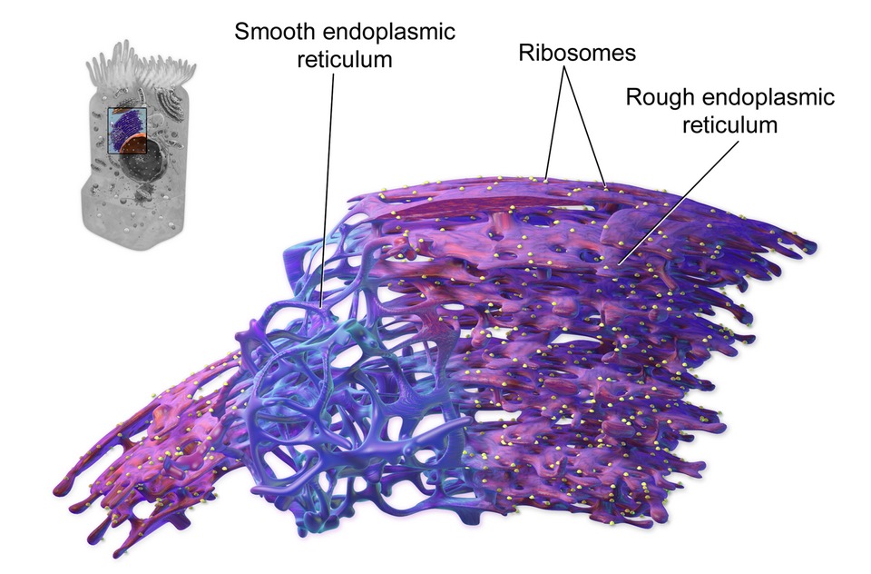 Labelled diagram of the endoplasmic reticulum showing rough ER studded with ribosomes and smooth ER, with an inset of its position in the cell