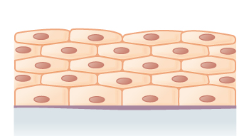 Diagram of stratified squamous epithelium showing layers of flat, tile-like cells