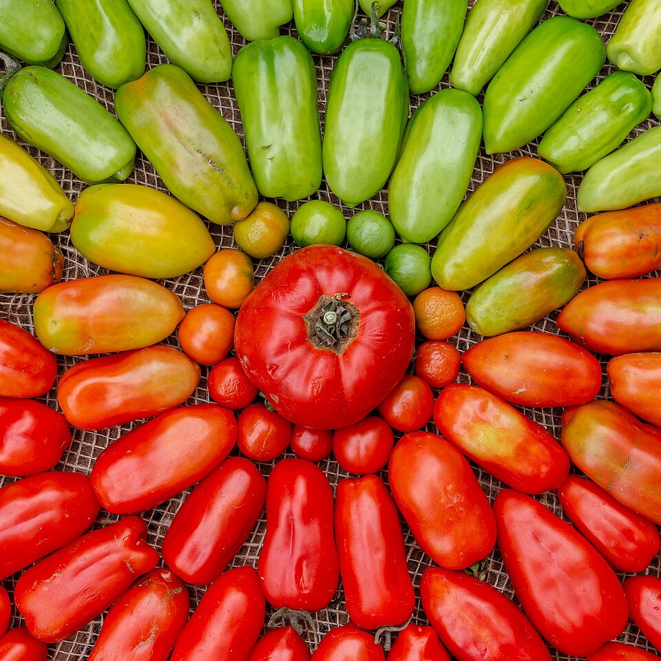 Ripe red tomatoes arranged with unripe green ones, showing ripening from green to red