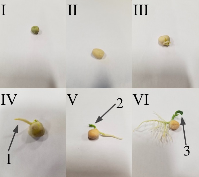 Stages of a germinating pea seed, the white radicle (embryonic root) emerging first and growing into roots