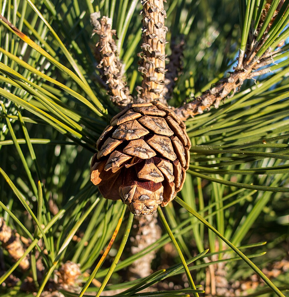 An open pine cone on a conifer branch with green needles, showing the woody seed-bearing scales of a gymnosperm.