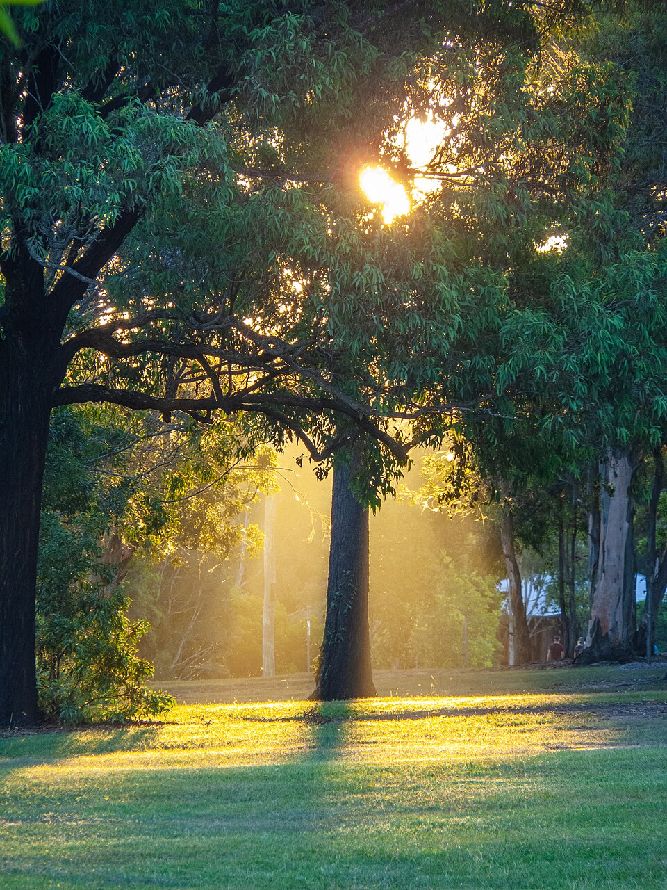 Sunbeams streaming through misty forest trees with light paths made visible
