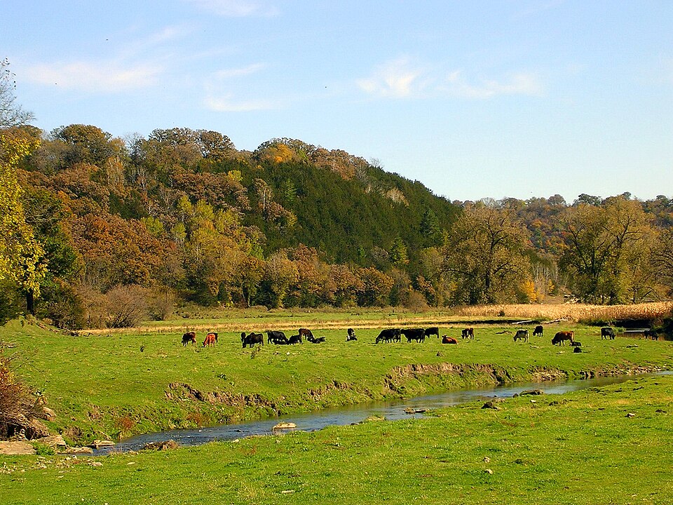 Herd of cattle grazing in a green field beside a stream