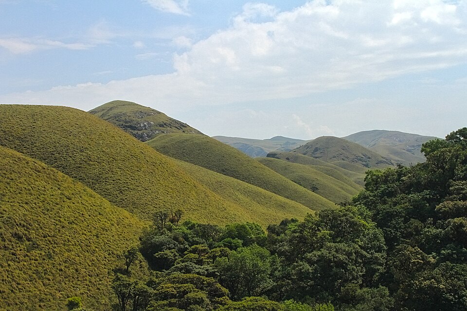 Evergreen shola forest and hills of Silent Valley National Park, Western Ghats biodiversity hotspot