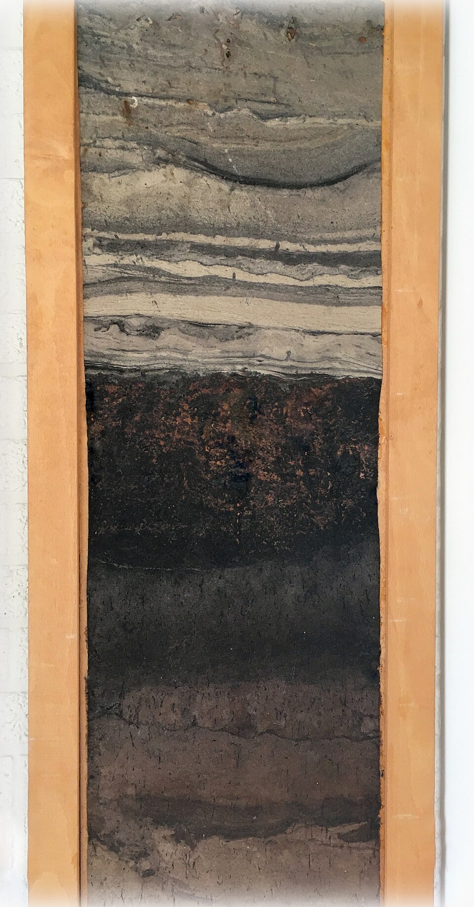 Soil profile monolith showing distinct layered horizons