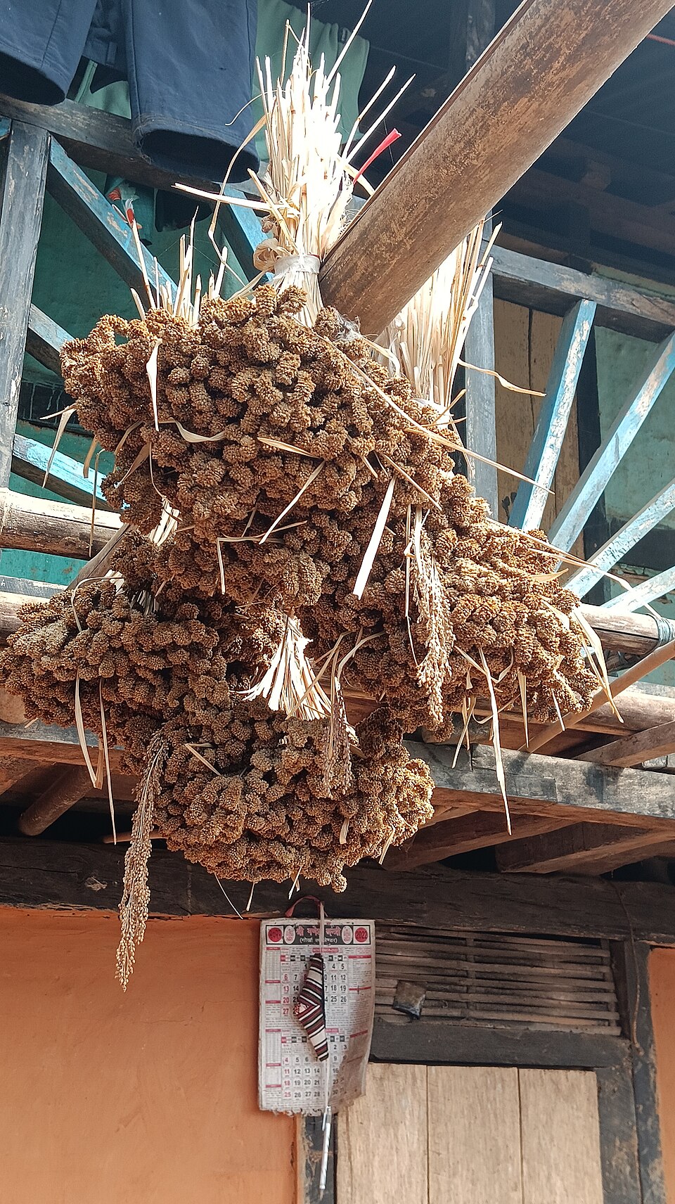 Harvested finger millet (ragi) ears showing the characteristic finger-like grain spikes