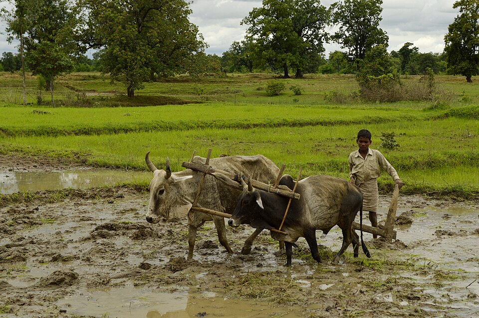Farmer ploughing a flooded muddy paddy field with a pair of oxen in rural Madhya Pradesh