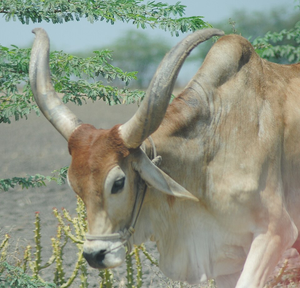 Close-up of an Indian humped zebu bull with long horns at a rural farm in Gujarat