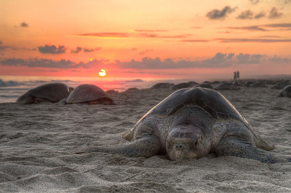 Olive Ridley sea turtle on a sandy nesting beach at sunset with more turtles arriving behind