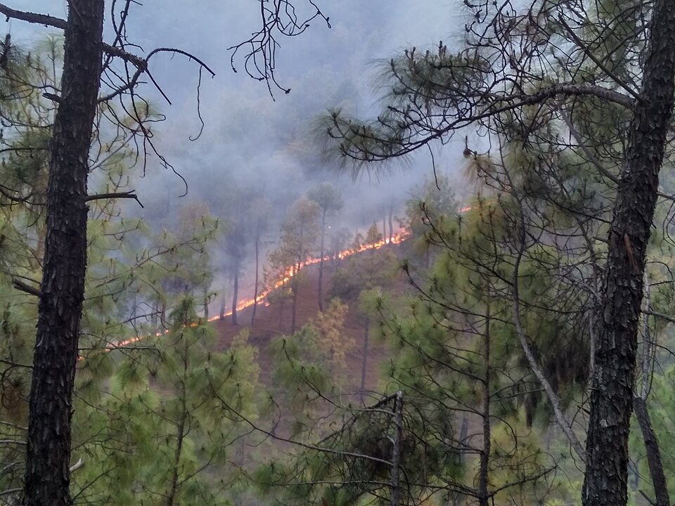 A forest fire spreading along a pine-covered Himalayan hillside in Almora, Uttarakhand