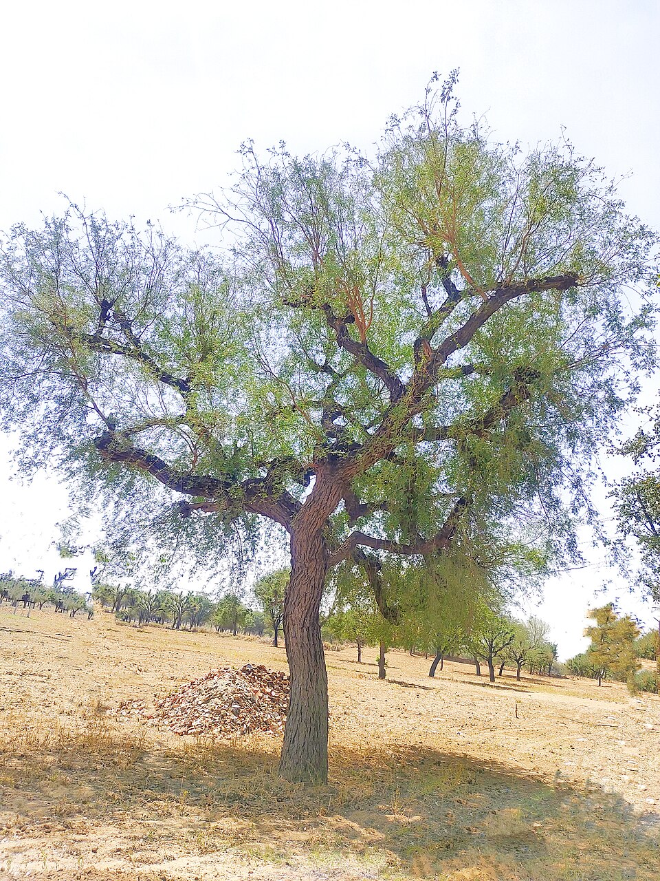 A Khejri (Prosopis cineraria) tree standing in the arid landscape of Sikar, Rajasthan