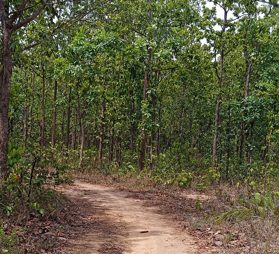 A dense sal (Shorea robusta) forest with tall straight-boled trees along a forest path