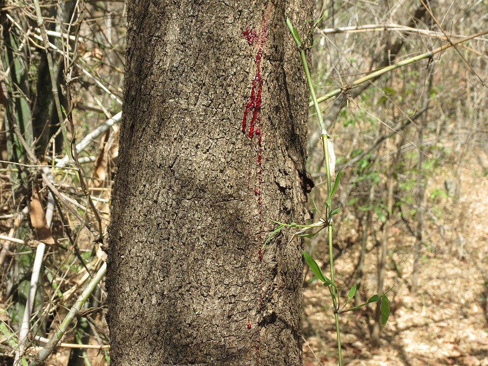 A Red Sanders (Pterocarpus santalinus) tree trunk exuding its characteristic red sap