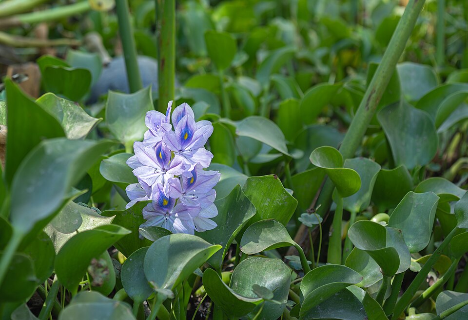 Water hyacinth (Eichhornia crassipes) with its lavender flower and glossy floating leaves