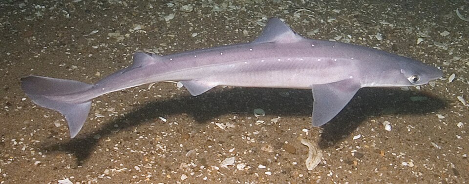 A spiny dogfish (Squalus acanthias), a small shark and a true fish, resting on the seabed
