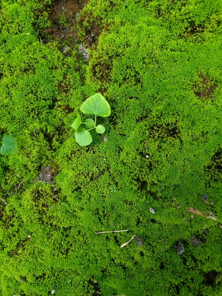 A dense carpet of green moss, a bryophyte, growing over a moist surface