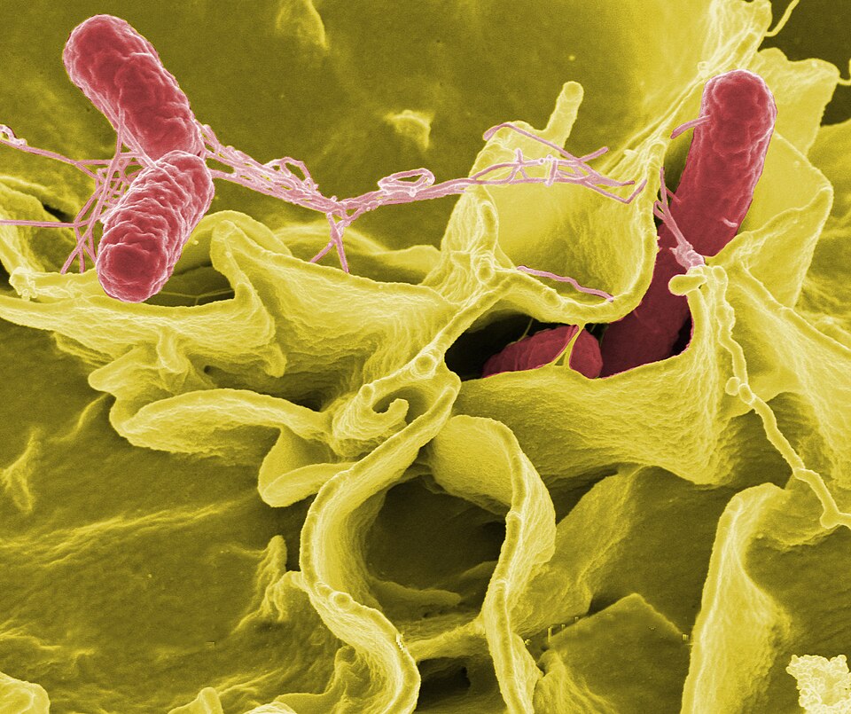 Scanning electron micrograph of red rod-shaped Salmonella bacteria, the bacterial cause of typhoid