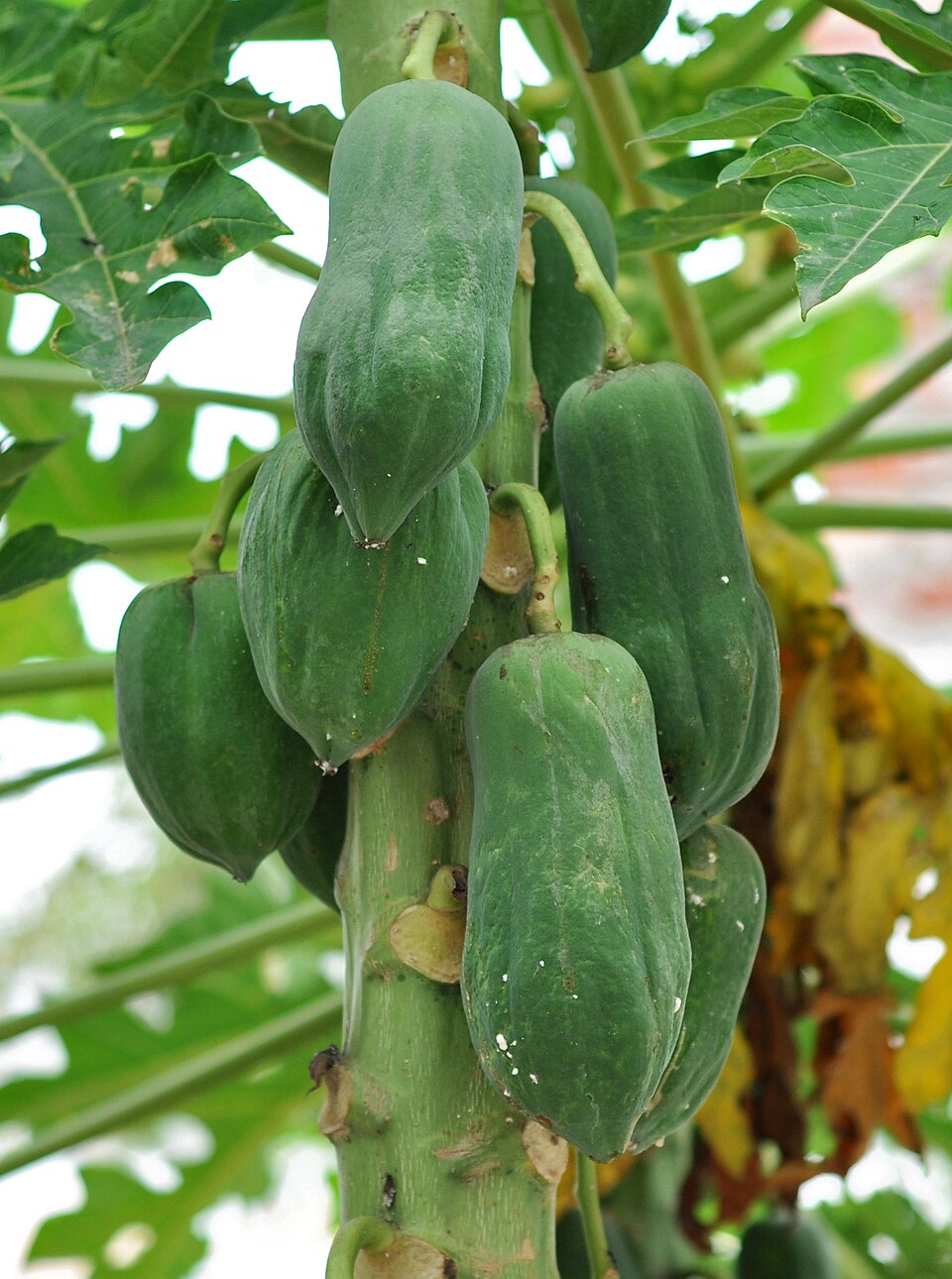 A papaya (Carica papaya) plant bearing a cluster of green fruit on its trunk